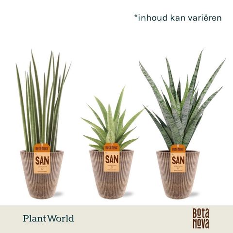 Sansevieria MIX