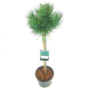 Pinus sylvestris 'Watereri'