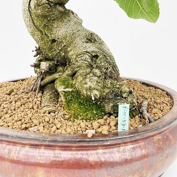 Ficus carica