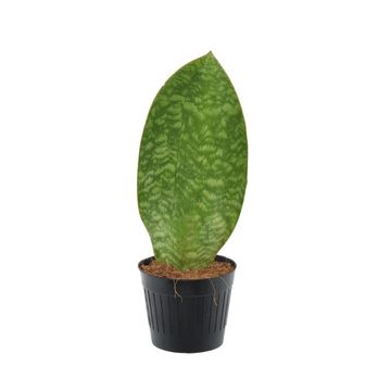 Sansevieria masoniana 'Whale Fin'