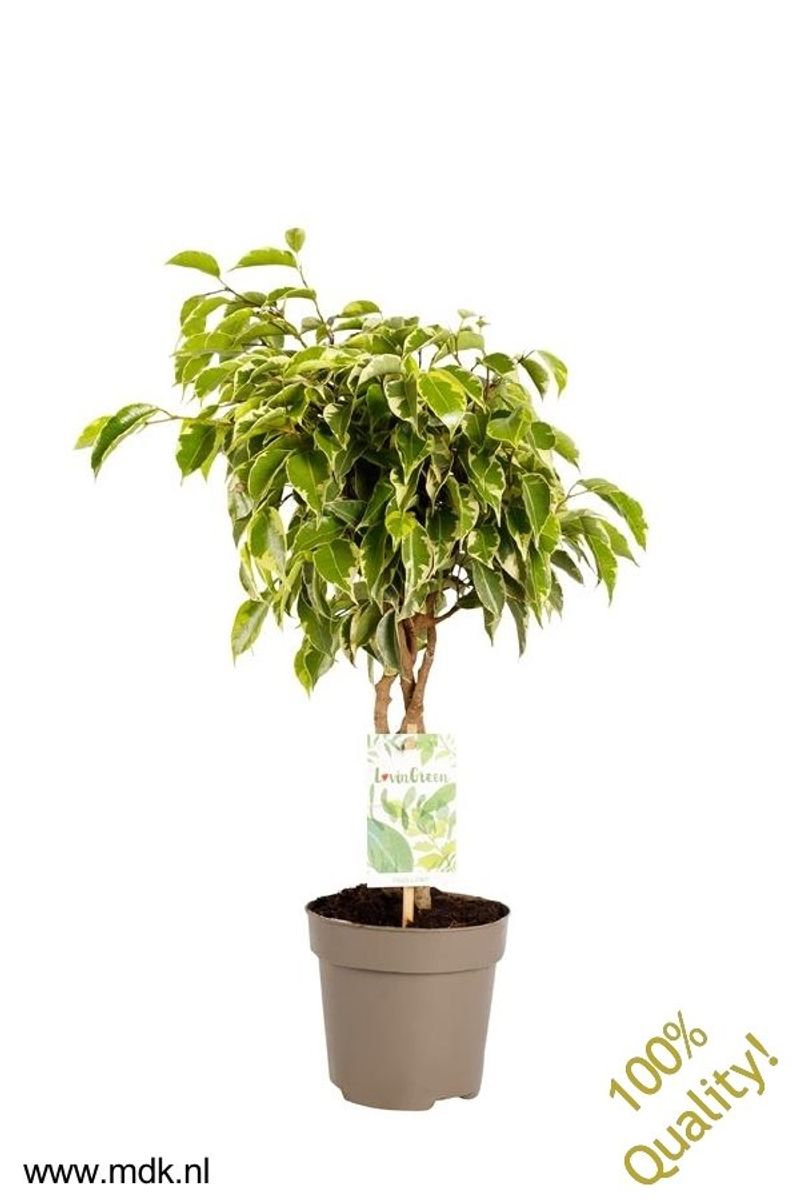 Ficus benjamina BUSHY KING — Растения Оптовая FlorAccess