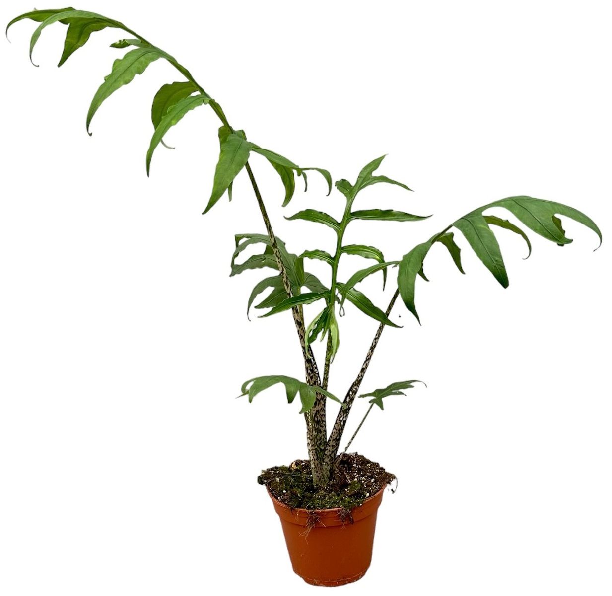 Alocasia Brancifolia Pink Passion Plant Wholesale FlorAccess alocasia-brancifolia-pink-passion-plant-wholesale-floraccess