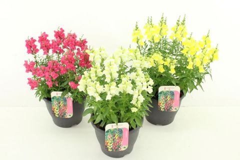 Antirrhinum majus MIX
