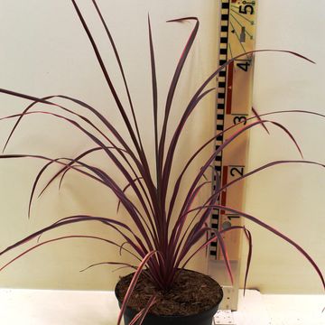 Cordyline 'Salsa'