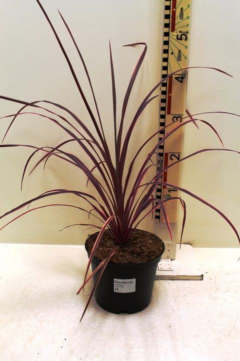 Cordyline 'Salsa'