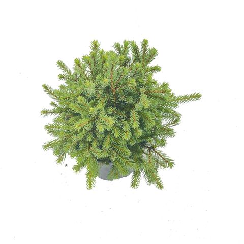 Picea glauca 'Echiniformis'