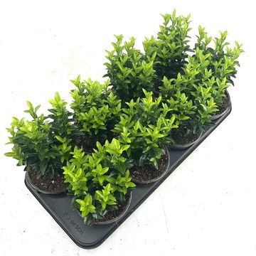 Euonymus japonicus 'Green Spire'