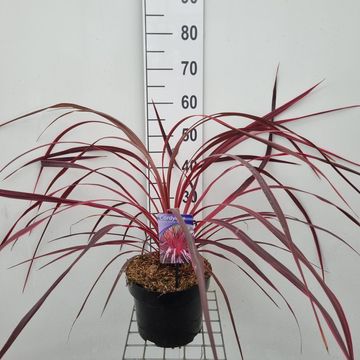 Cordyline ELECTRIC PINK