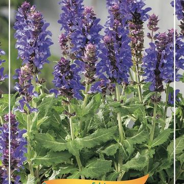 Salvia x sylvestris BLUE MARVEL