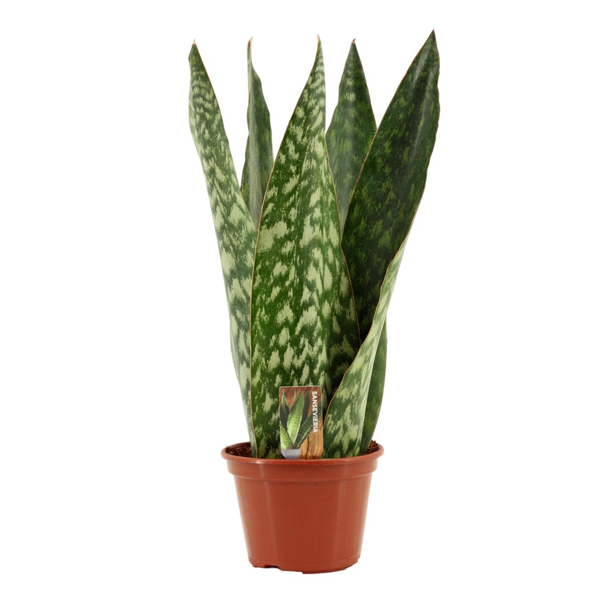 Sansevieria 'Jamaiquina Queen' — Plant Wholesale FlorAccess