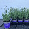 Lavandula angustifolia 'Хидкот'