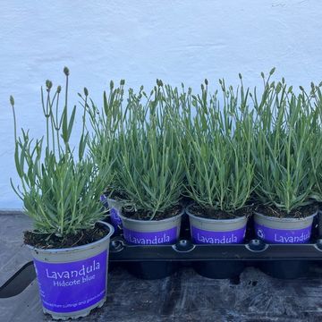 Lavandula angustifolia 'Hidcote'