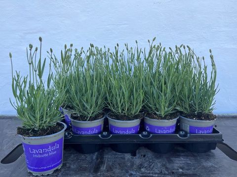 Lavandula angustifolia 'Hidcote'