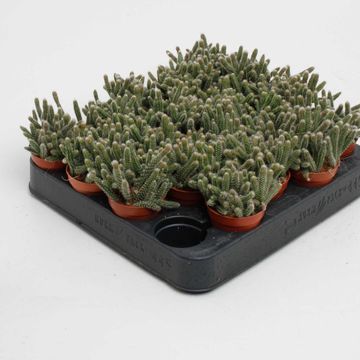 Rhipsalis baccifera horrida