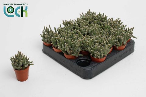 Rhipsalis baccifera horrida