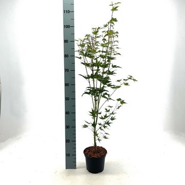 Acer palmatum 'Aureum'
