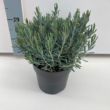 Andromeda polifolia 'Blue Ice'