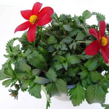 Bidens CAMPFIRE FIRE WHEEL