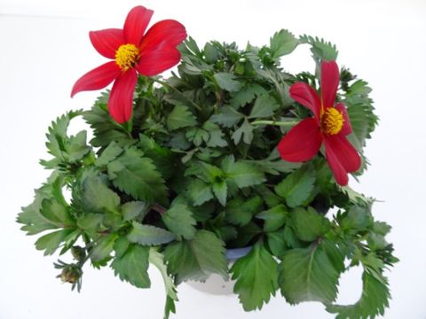 Bidens CAMPFIRE FIRE WHEEL