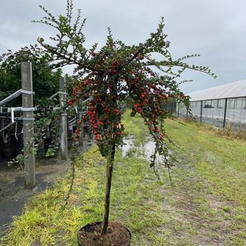 Cotoneaster apiculatus 'Blackburn'