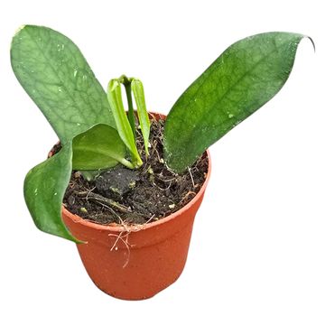 Hoya pandurata sp. Vietnam