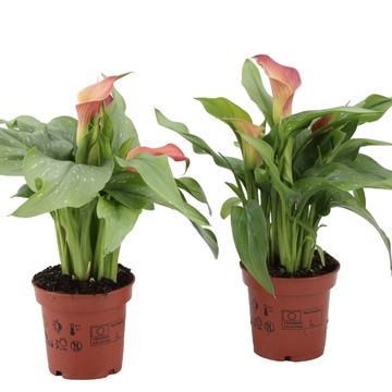 Zantedeschia 'Qatar'