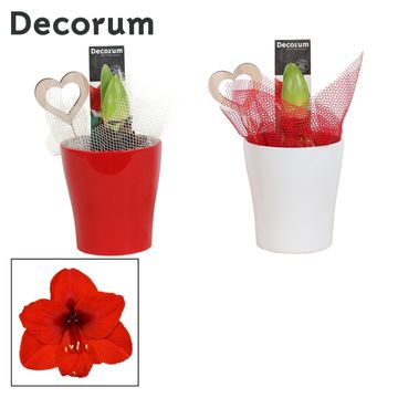 Hippeastrum MIX