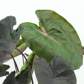 Colocasia 'Redemption'