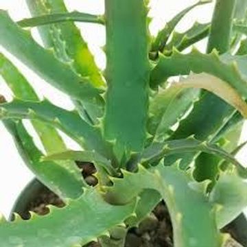 Aloe arborescens