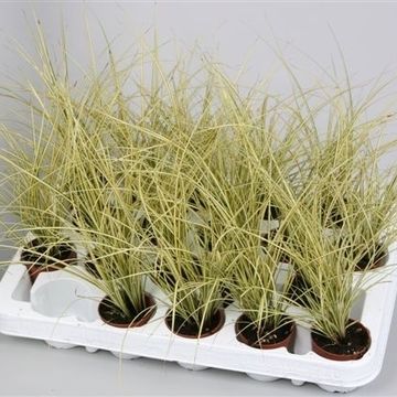 Carex brunnea 'Jenneke'