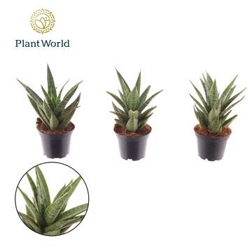 Sansevieria cylindrica 'Sem'