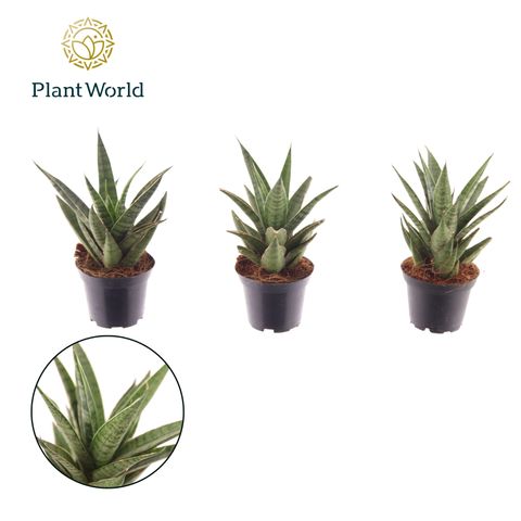 Sansevieria cylindrica 'Sem'