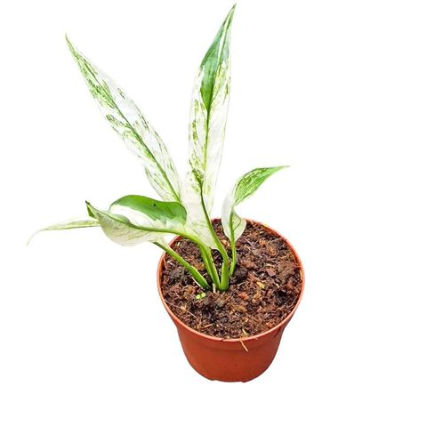 Spathiphyllum 'Snow Feather'