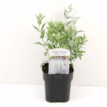 Perovskia atriplicifolia SILVERY BLUE