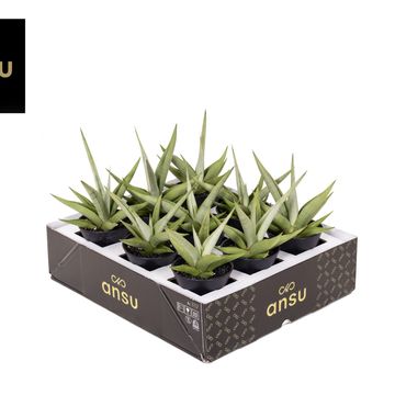 Sansevieria 'Comet Pastel Grey No. 1'