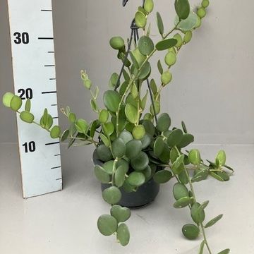 Xerosicyos danguyi