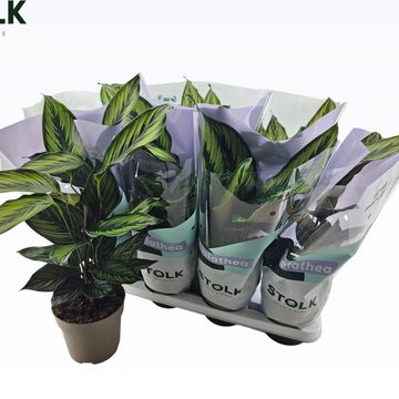 Calathea BEAUTYSTAR