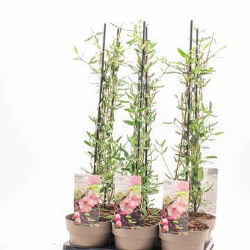 Eucryphia lucida 'Ballerina'