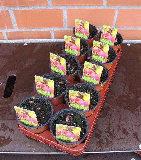 Dicentra spectabilis