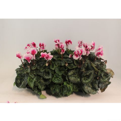 Cyclamen persicum 'Halios Friola Magenta'