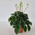 Peperomia caperata 'Lilian'