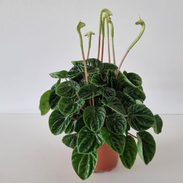 Peperomia caperata 'Lilian'