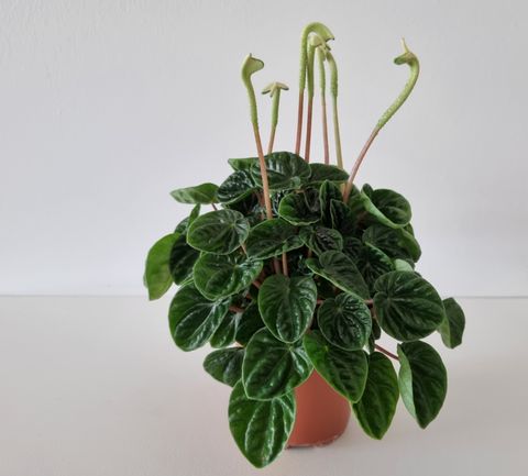 Peperomia caperata 'Lilian'