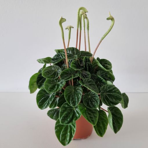 Peperomia caperata 'Lilian'