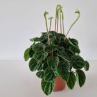 Peperomia caperata 'Lilian'