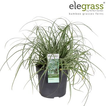 Carex oshimensis EVERCOLOR EVEREST