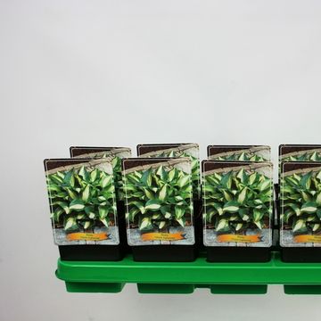 Hosta 'Chain Lightning'