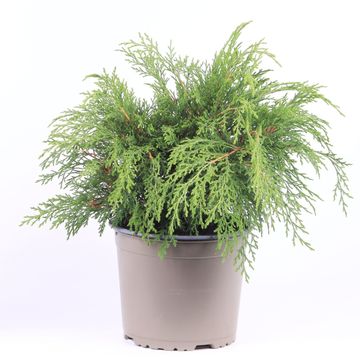 Microbiota decussata