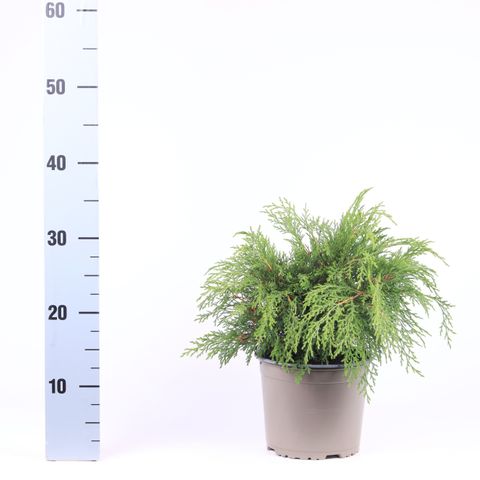 Microbiota decussata