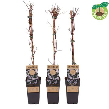 Clematis montana rubens (M)